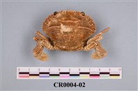 藏品(善泳蟳)的圖片